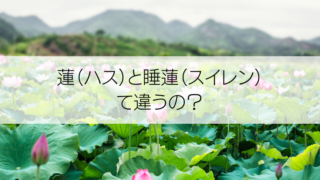 蓮（ハス）と睡蓮（スイレン）の違い