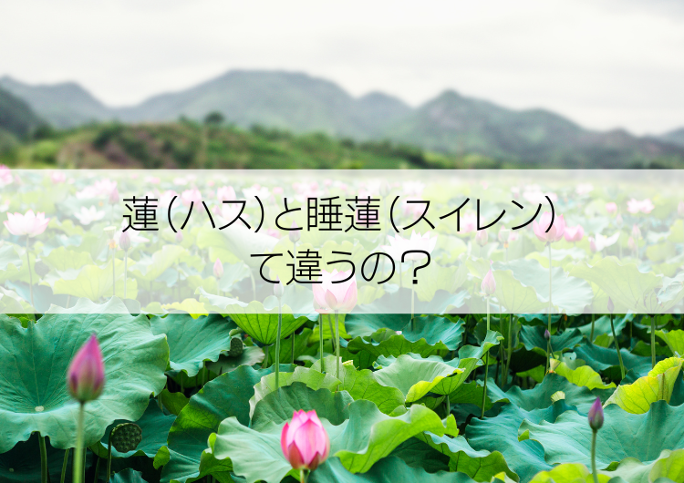 蓮（ハス）と睡蓮（スイレン）の違い | 香川県高松市アロマ資格