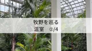 植物園を巡るシリーズ「牧野植物園」温室編　➁/4