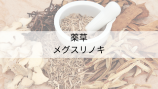 「メグスリノキ」のこと/平賀源内薬草園で出会った薬草