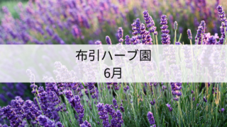 布引ハーブ園のラベンダー6月
