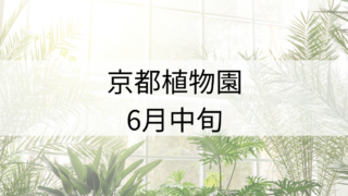 京都植物園2024-6-17