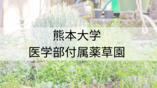 熊本大学薬草園2023年3月9日