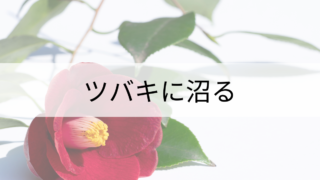 ツバキとサザンカの沼