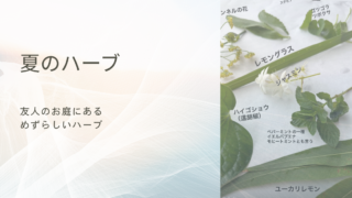 夏の友人宅のハーブ|2026年8月